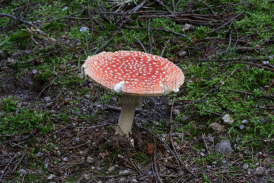 鹅膏菌,斑点,自然,褐色,草地,水平画幅,绿色,秋天,林区,无人