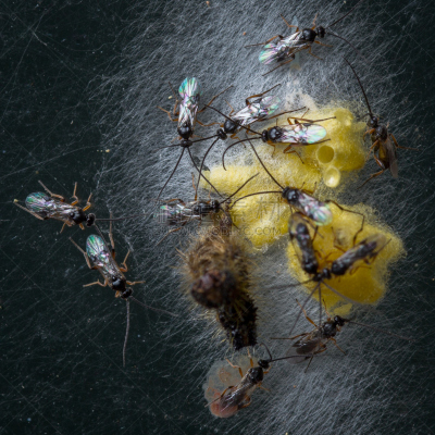茧,小茧蜂,无脊椎动物,无人,2015年,大特写,方形画幅,昆虫,显现,摄影
