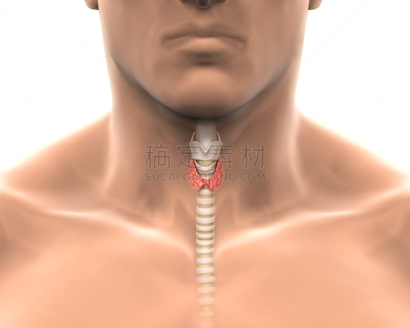 人,甲状腺,会厌,喉咙,水平画幅,形状,绘画插图,科学,软骨