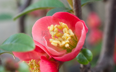 枝,红色,春天,花朵,组图,换尿布,皱皮木瓜,温柏,萼片,美