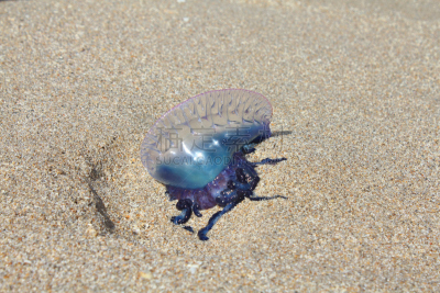 portuguese man o' war,水平画幅,沙子,大西洋,膀胱,特写,siphonophora,触须,泡泡,海滩