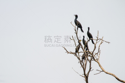 马来西亚人,小的,鸬鹚,尼日尔,弱翅鸬鹚,自然,野生动物,水平画幅,鸟类,野外动物