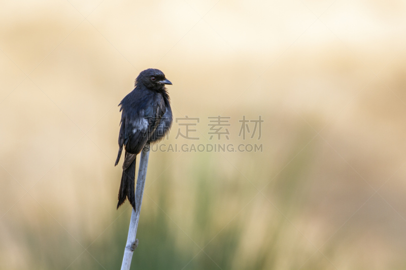 卷尾,花园耙,克鲁格国家公园,叉状卷尾鸟,肉食植物,林波波省,普马兰加省,生物保护区,莫桑比克,乌鸦