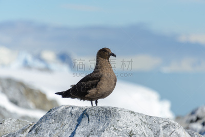 南极洲,海滩,自由,雪,动物,鸟类,斯瓦尔巴特群岛和扬马延岛,鸽子,户外,天空