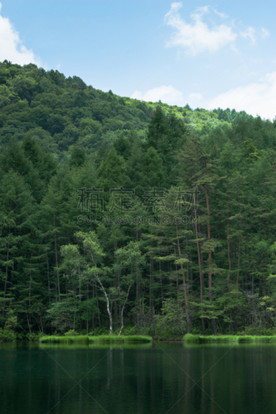 绿色,池塘,白桦湖,蓼科山,千野,长野县,垂直画幅,水,无人,夏天