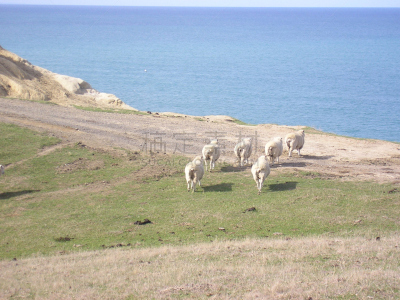 cape kidnappers gannet colony,新西兰,绵羊,新西兰北岛,自然,水平画幅,岩石,无人,动物,太平洋