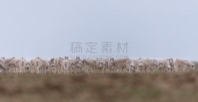 兽群,红色,女性,书,轮胎印,食草动物,寒冷,有蹄哺乳动物,野生动物,哺乳纲