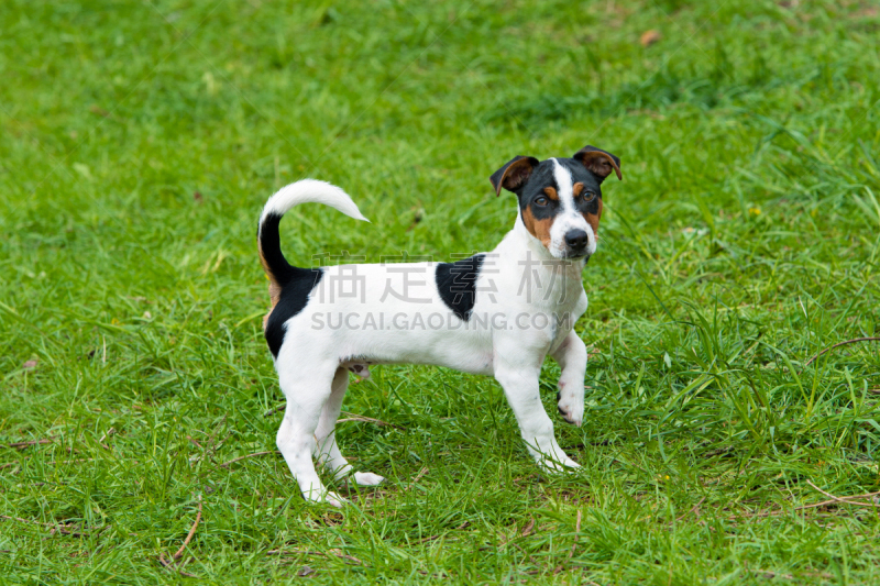 杰克拉瑟短腿犬,猎狐比赛,福克斯猎狐犬,猎犬,受过训练的狗,水平画幅,智慧,无人,梗犬,家庭生活