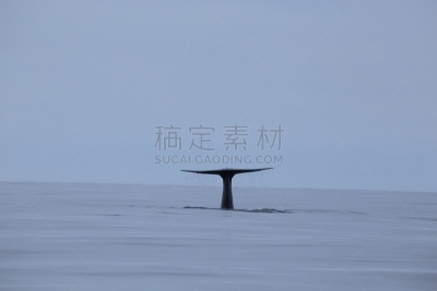 蓝鲸,野生动物,美国,水平画幅,无人,加利福尼亚,莫斯兰丁,哺乳纲,尾鳍,鲸