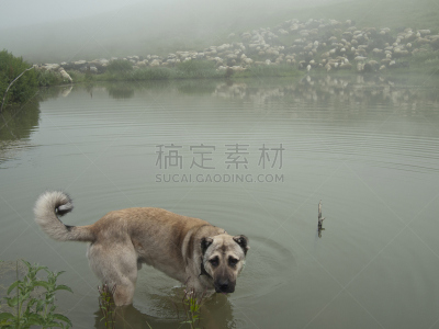 牧羊犬,卡腊库尔大尾绵羊,美利奴绵羊,牧羊人,水平画幅,无人,户外,湖,图像,简单生活