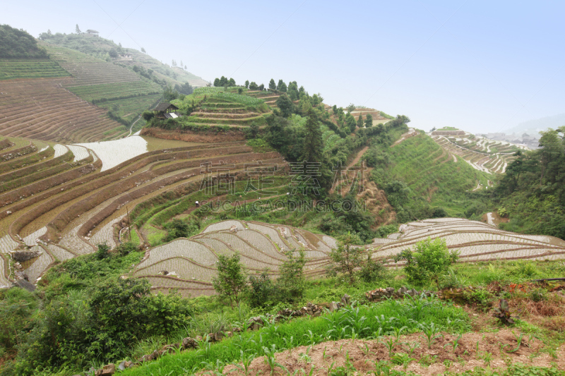 龙脊梯田,广西壮族自治区,梯田,稻,中国,壮族,瑶族,苗族,龙胜,阳朔