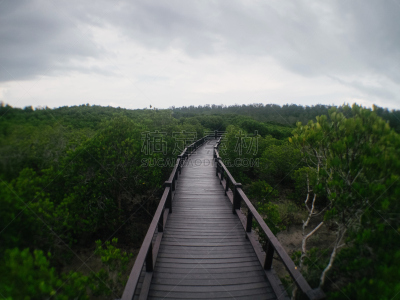 红树林,巴蜀,红树,艺术,水平画幅,枝繁叶茂,古典式,热带雨林,泰国