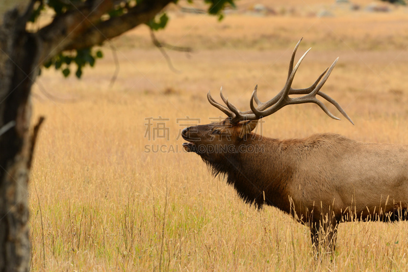 Bull elk bugling during autumn rut