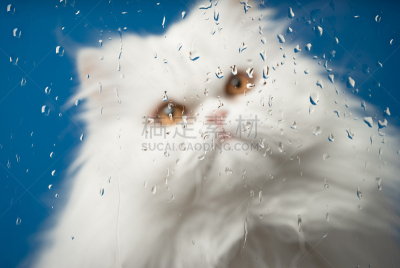 看,白色,猫,水滴,雨滴,拉凡他那石拱,可爱的,湿,环境,好奇心