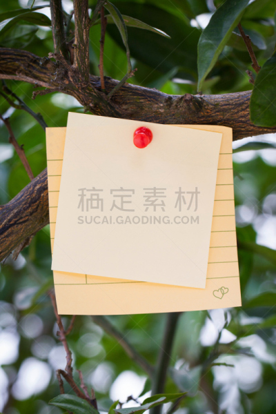 枝,背景,便签,空白的,垂直画幅,留白,枝繁叶茂,标签,图钉,文档
