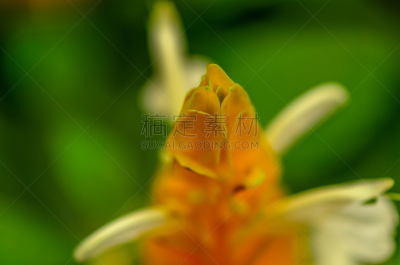 小虾花,黄色,水平画幅,枝繁叶茂,无人,户外,生态多样性,明亮,植物,hypoestes