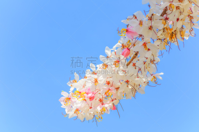 肉桂,蓝色,天空,束状带,自然,水平画幅,夏天,窦,特写