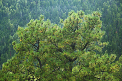 绿色,森林,jemez mountains,杰昧兹火山,pinyon pine,北方针叶林,美,水平画幅,无人,夏天
