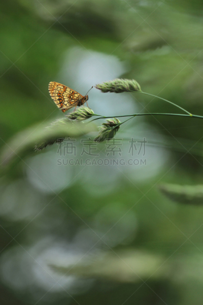 绿色,草,蝴蝶,垂直画幅,天空,美,无人,草坪,夏天,云景