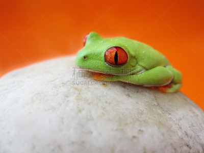 红眼树蛙,正面视角,留白,动物手指,水平画幅,hylidae,动物身体部位,石头,彩色背景,彩色图片