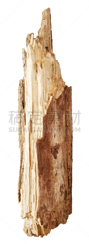 部分,树干,自然,垂直画幅,木制,无人,全景,古老的,干的,背景分离