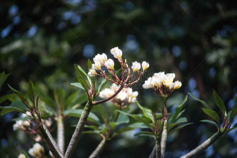 赤素馨花,留尼汪（法属）,马斯克林群岛,水平画幅,旅行者,夏天,泰国,白色,植物,热带气候