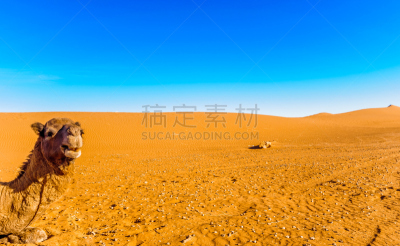 摩洛哥,骆驼,撒哈拉沙漠,沙丘,几乎,前面,热,利沙尼,风,护送队