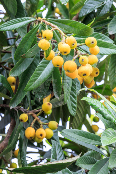 枇杷,水果,熟的,垂直画幅,无人,维生素,户外,特写,农作物,植物