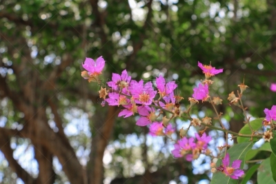 crepe myrtle tree,粉色,美,公园,水平画幅,无人,光,泰国,明亮