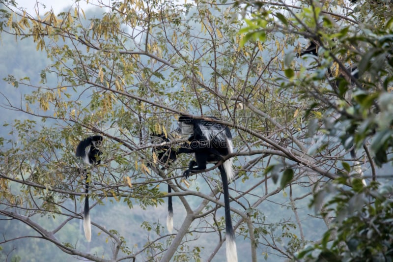 black and white colobus,乌干达,叶猴,猴子,野生动物,水平画幅,位置,非洲,黑色,哺乳纲