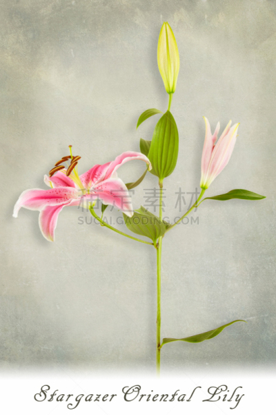 占星百合,文字,自然,垂直画幅,美国,雄蕊,无人,园艺,百合花,想法