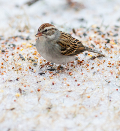 chipping sparrow,垂直画幅,褐色,腰部以下,小的,雪,鸟类,田纳西,户外,北美歌雀