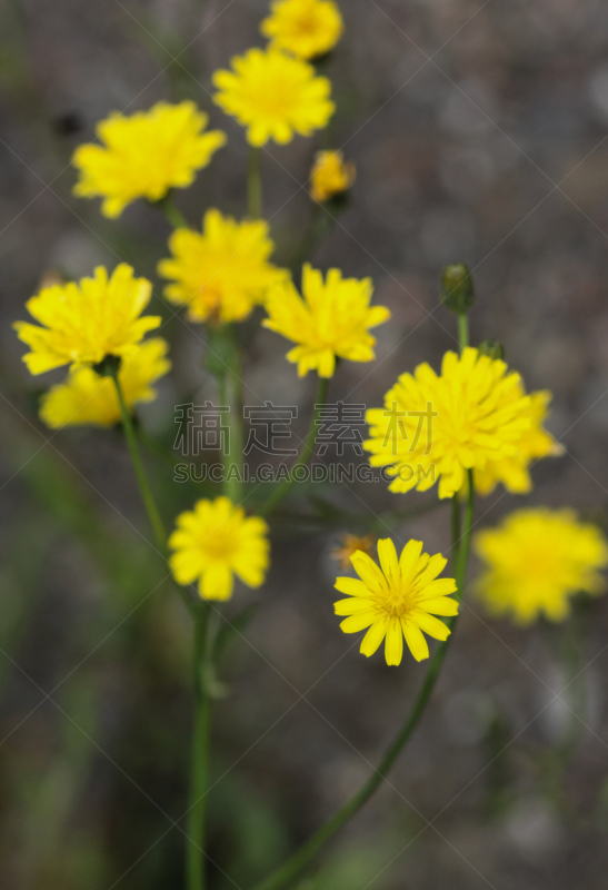 夏天,季节,细毛还阳参,垂直画幅,合成图像,美,水平画幅,无人,英格兰,户外