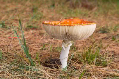 蘑菇,森林,两翼昆虫,陆地,鹅膏菌,基粒间片层,毒蝇菇,自然,水平画幅,秋天