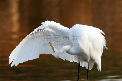 白鹭,水,水平画幅,优美,鸟类,鹭科,动物身体部位,户外,湖,人的眼睛