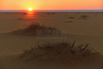 埃及,撒哈拉沙漠,达禾赖绿洲,旅途,骆驼,沙漠,植物,石头,荆棘,白色