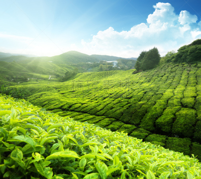 茶树,马来西亚,金马仑高原,农业,云景,清新,热带气候,草,春天,农场