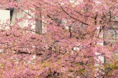 东京,日本,花朵,上野公园,樱之花,上野区,江户时代,水平画幅,樱花,无人