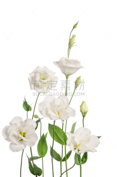 Lisianthus,自然美,分离着色,白色背景,垂直画幅,美,无人,夏天,花蕾,花