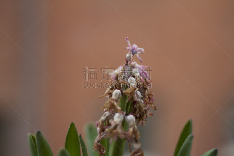 粉色,风信子,自然,植物,水平画幅,绿色,无人,装饰物,生活方式,西班牙