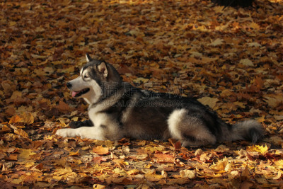 纯种犬,秋天,阿拉斯加雪橇犬,狗,森林,背景,巨大的,橙色,叶子