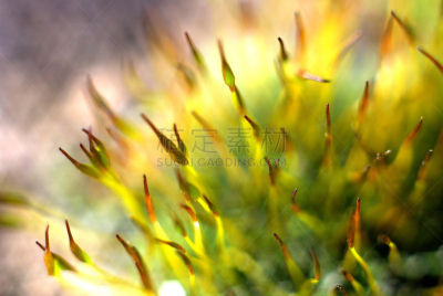 苔藓,自然,大特写,维管束,孢子,水平画幅,无人,研磨食品,湿,特写