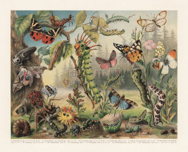 Species: 1) Lobster moth (Stauropus fagi); 2) Jersey tiger (Euplagia quadripunctaria); 3) Eastern eyed (Alaus oculatus); 4) Hairy sweep (Canephora hirsuta); 5) Eyed hawk-moth (Smerinthus ocellatus); 6) Brazilian Lithosiide (Silk-worm, Bombycidae, cocoon);