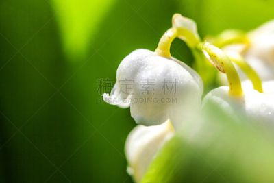 芳香的,柔和,百合花,五月,在下面,铃兰,日光,自然美,户外,季节