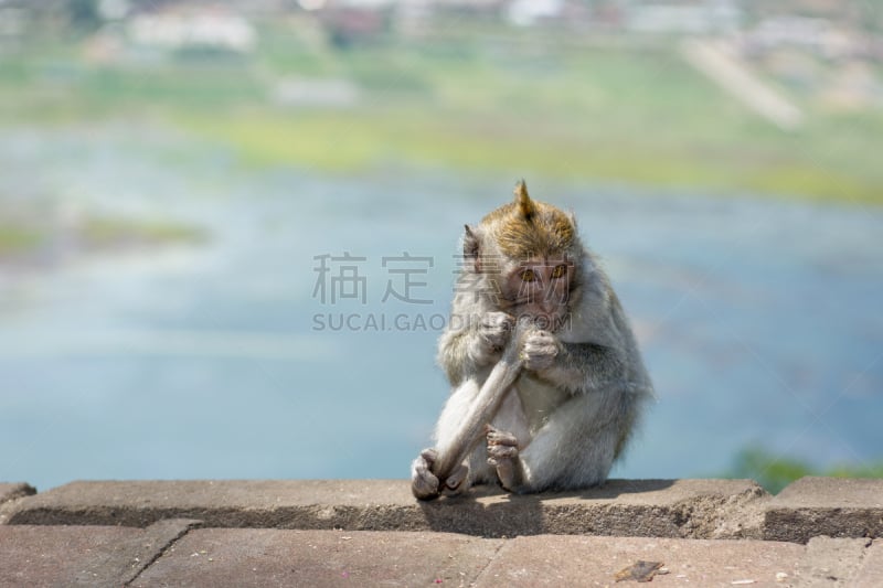 巴厘岛,猴子,国家地理协会,长尾猕猴,巴栋地区,野生动物,水平画幅,绿色,无人,野外动物