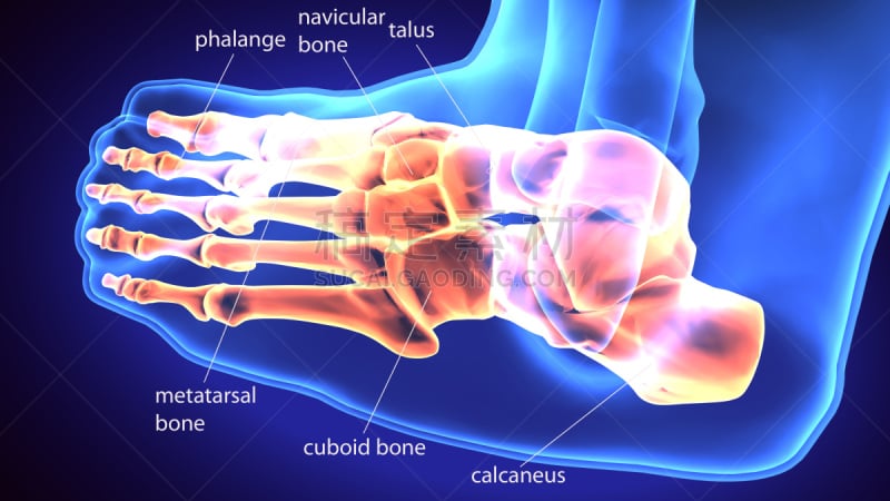 健康保健,三维图形,足部骨骼,绘画插图,人类骨架,灰色,腓骨,水平画幅,人,人类脚趾