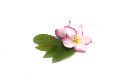 百合花,黑斑羚,叶子,白色背景,美,水平画幅,沙漠玫瑰,泰国,开花时间间隔,明亮