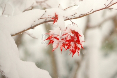 秋天,染料,银色,水平画幅,雪,无人,葡萄树枫木,户外,北海道,镜头眩光