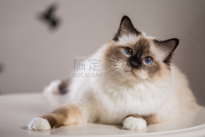 猫,室内,灵性,缅甸猫,俄罗斯人,美术肖像,缅甸,正面视角,美,褐色