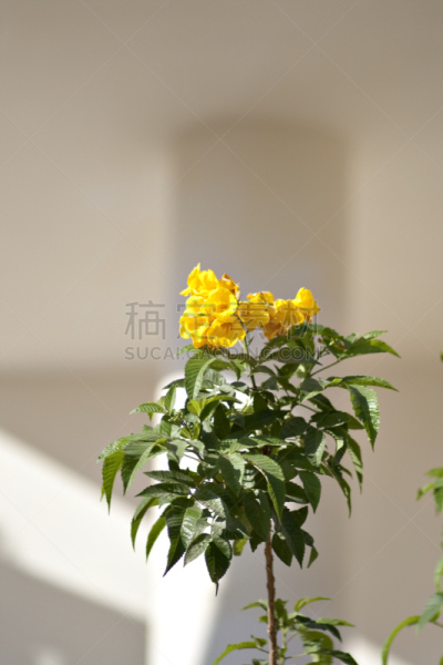 自然,绿色,黄色,床单,大翠绿蛾,纯净,垂直画幅,图像,公园,花蕾
